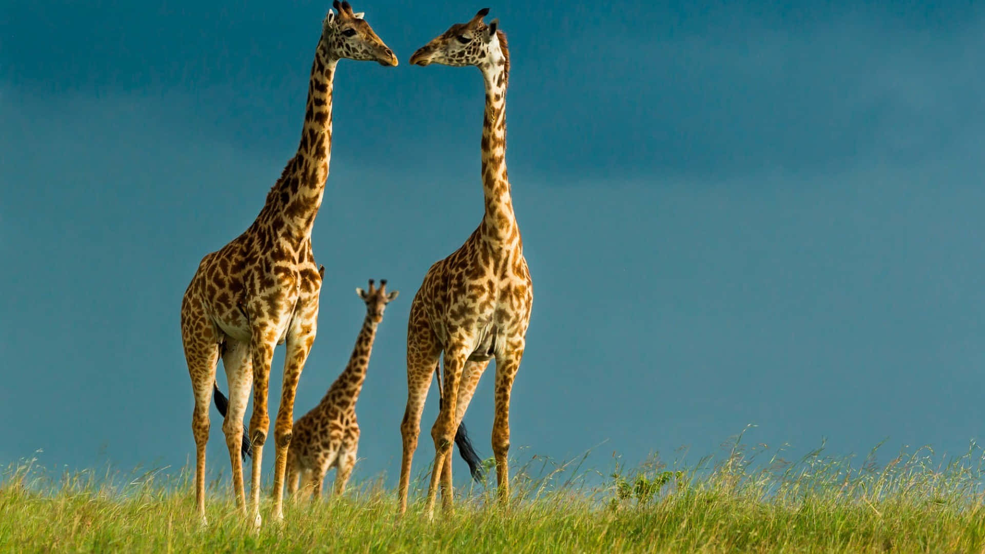 Eineatemberaubend Schöne Langhalsige Giraffe