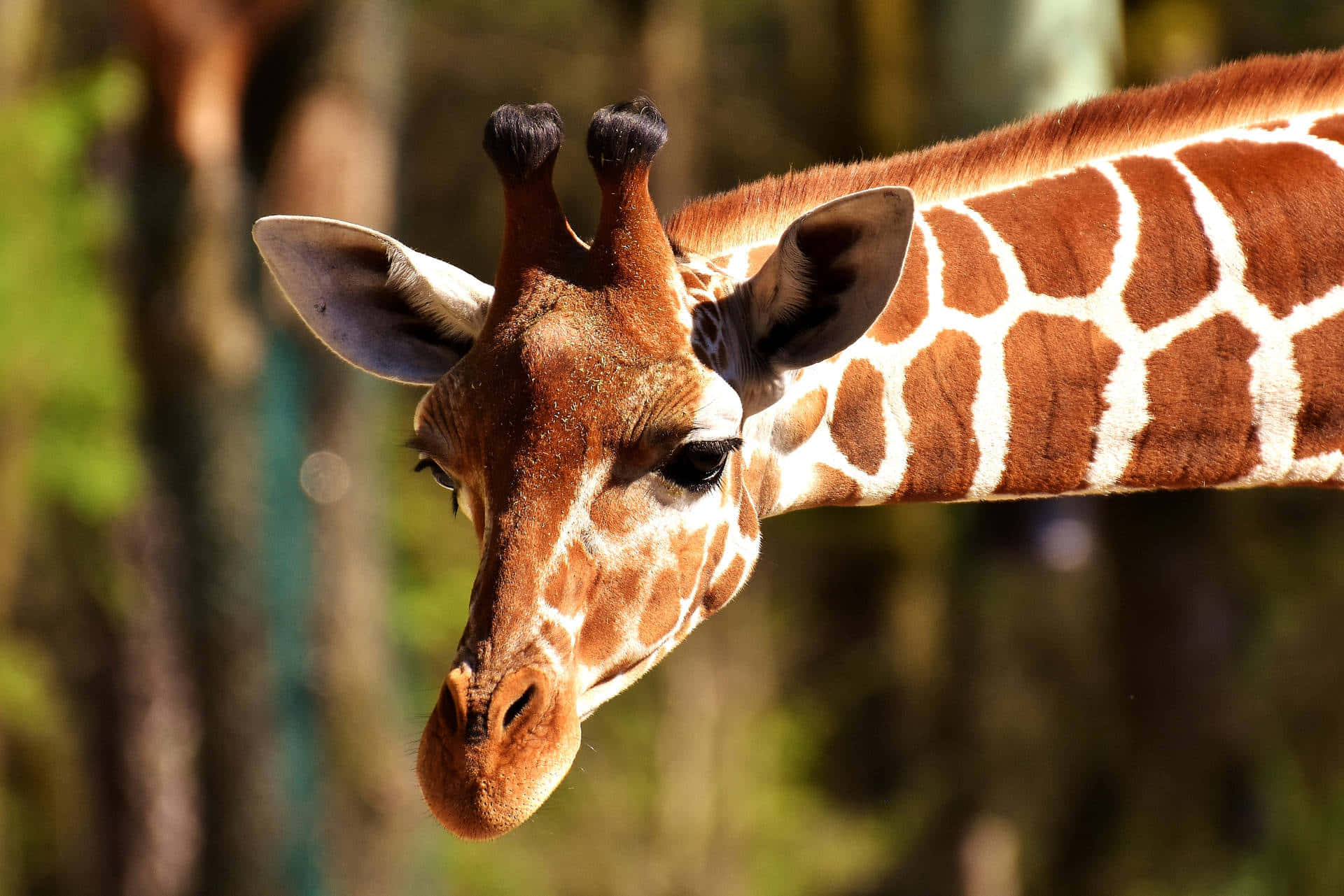 Einewunderschöne Giraffe In Ihrem Natürlichen Lebensraum.