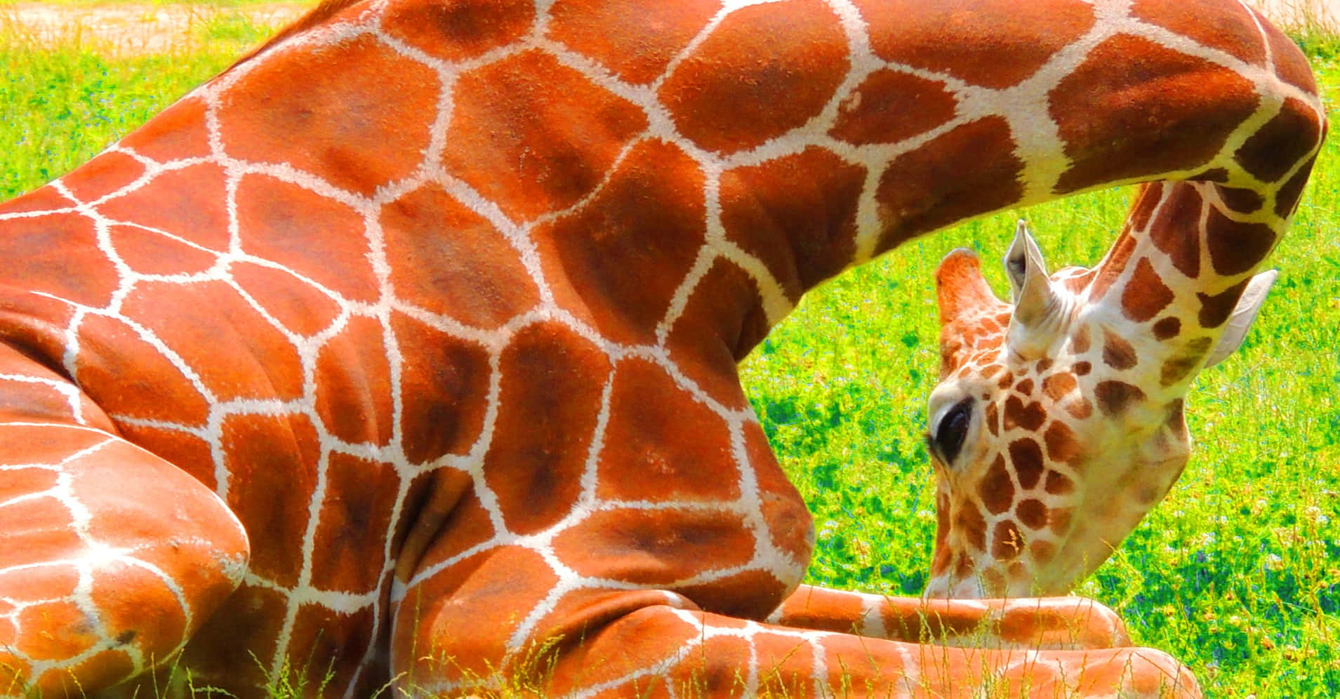 Enhøj Giraf I Dens Naturlige Miljø.