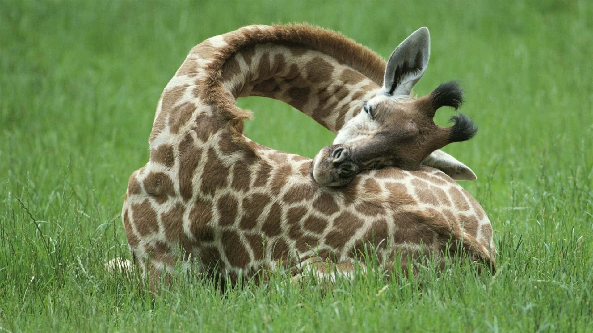 Holdhovedet Højt - En Yndefuld Giraf.