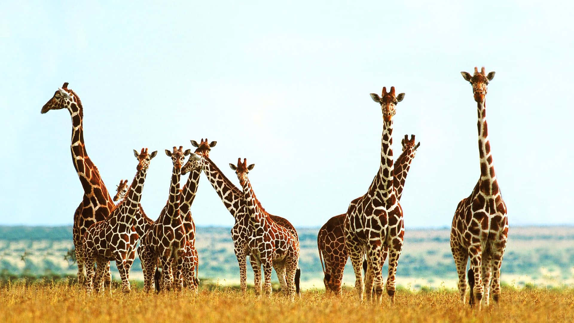 Goditiil Sole Nella Savana Africana