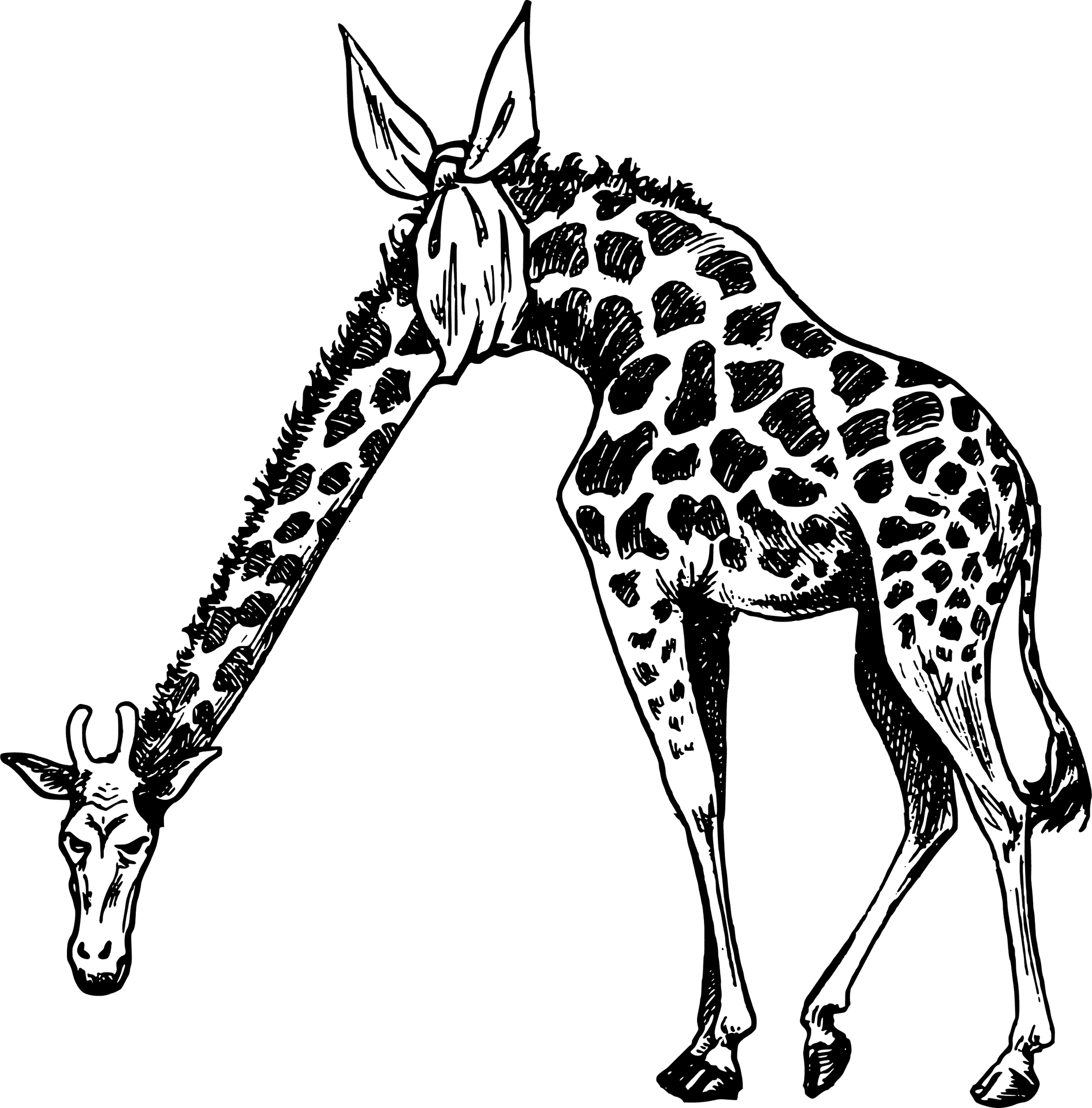 Giraffe Bending Down Illustration PNG