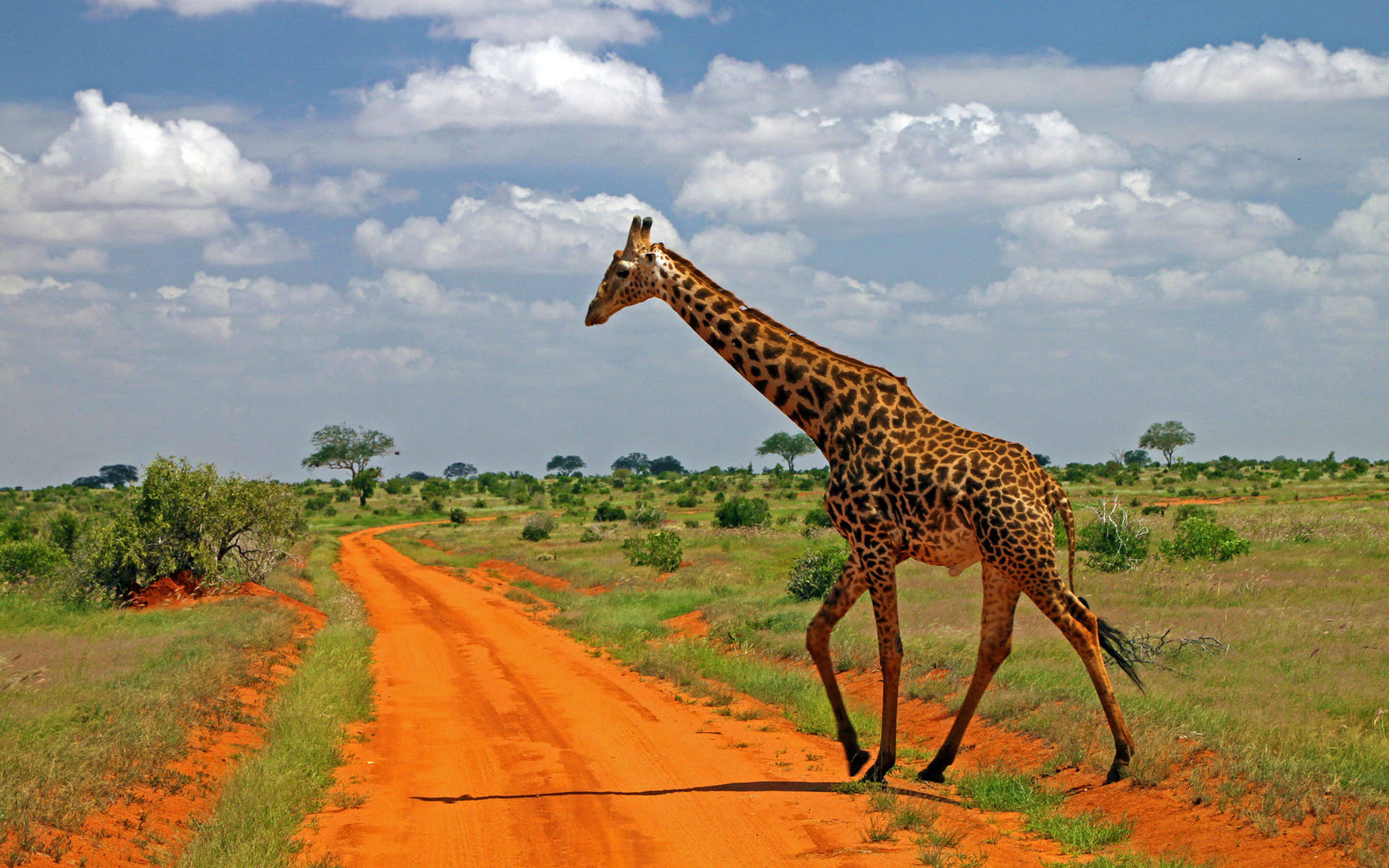 Giraffe Crossing Road In Africa Background