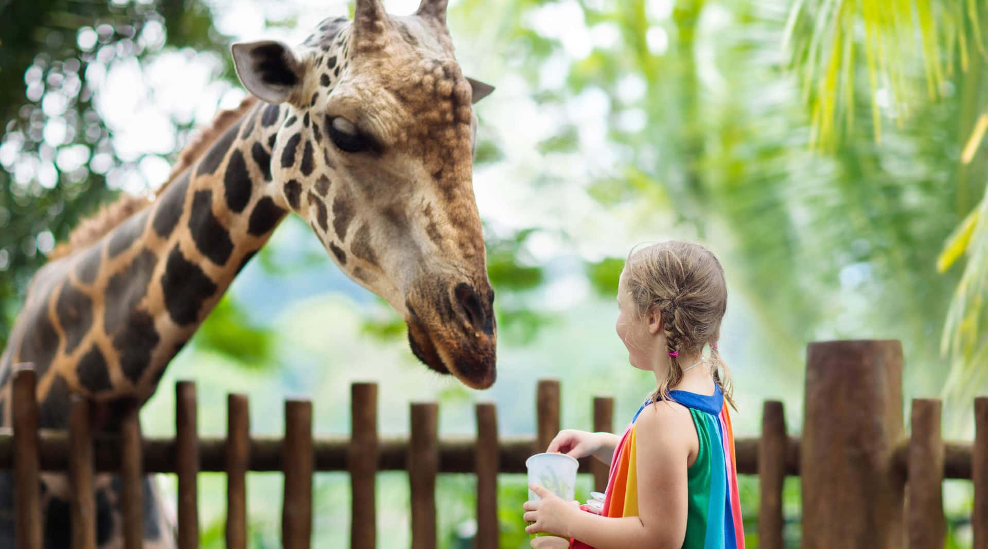 Giraffe Encounter Singapore Zoo Wallpaper