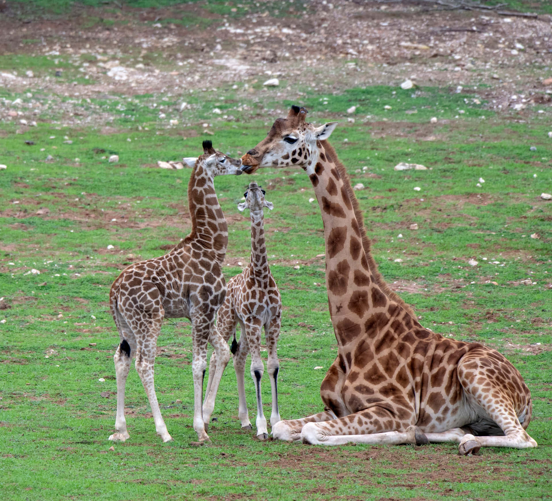 Giraffe Family Adelaide Zoo Wallpaper