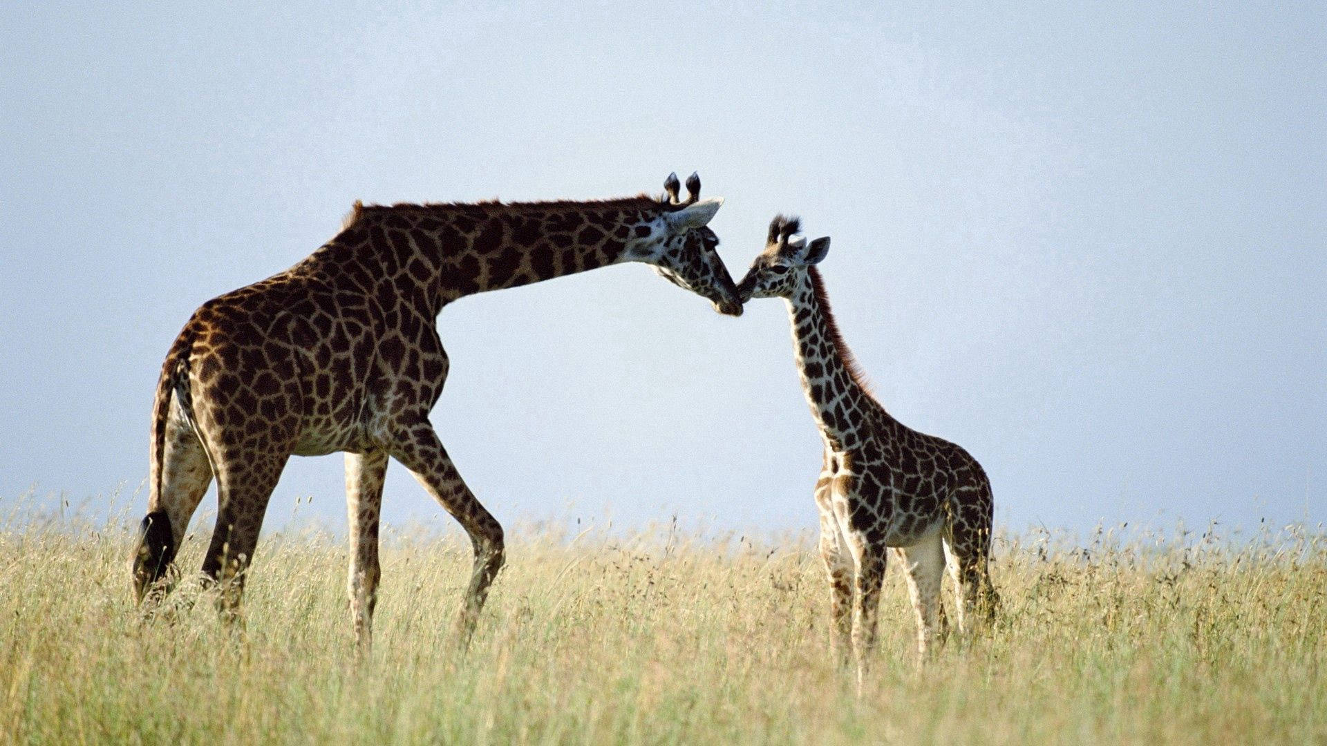 Giraffe Family In Grassland