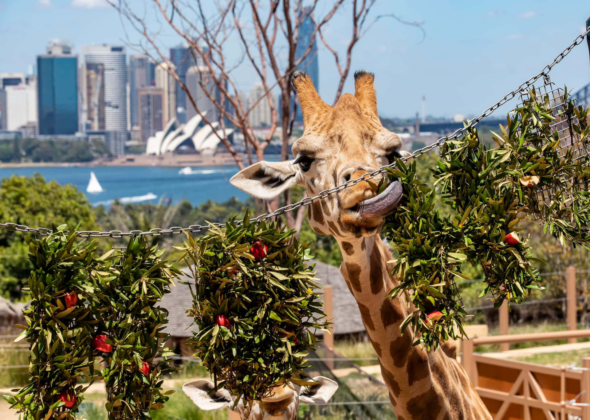 Giraffe Feeding Time Taronga Zoo Sydney Wallpaper