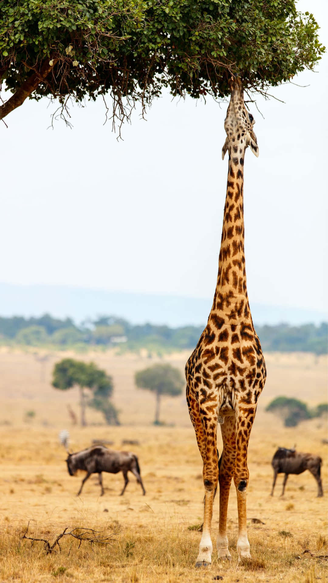 Giraffe Feedingon Acacia Tree Wallpaper