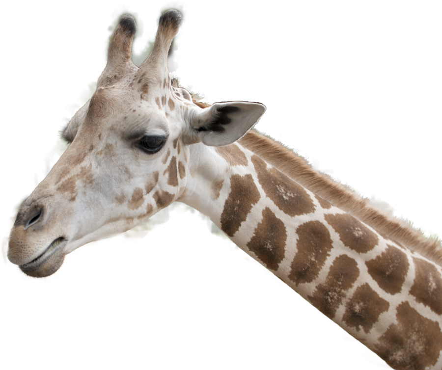 Giraffe Headand Neck Profile PNG
