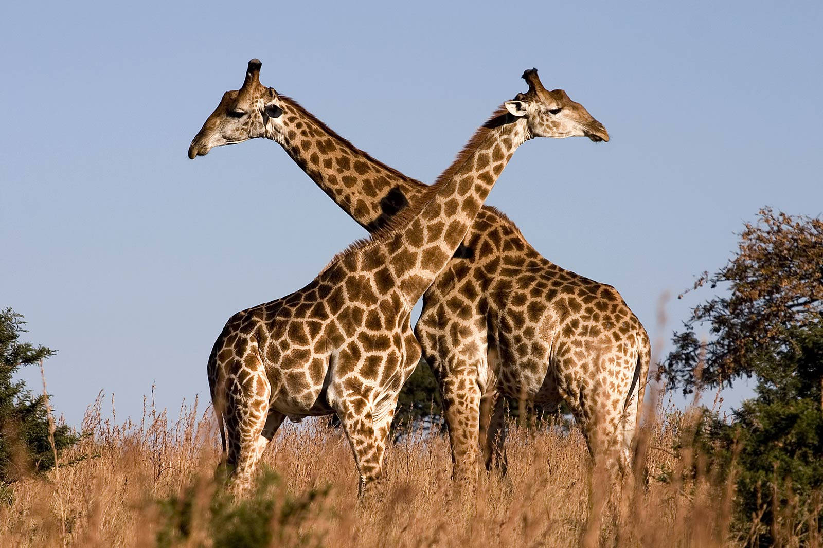 Giraffe In African Wildlife Wallpaper
