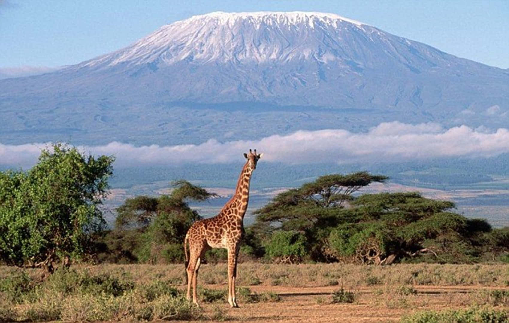 Jirafaen El Monte Kilimanjaro. Fondo de pantalla