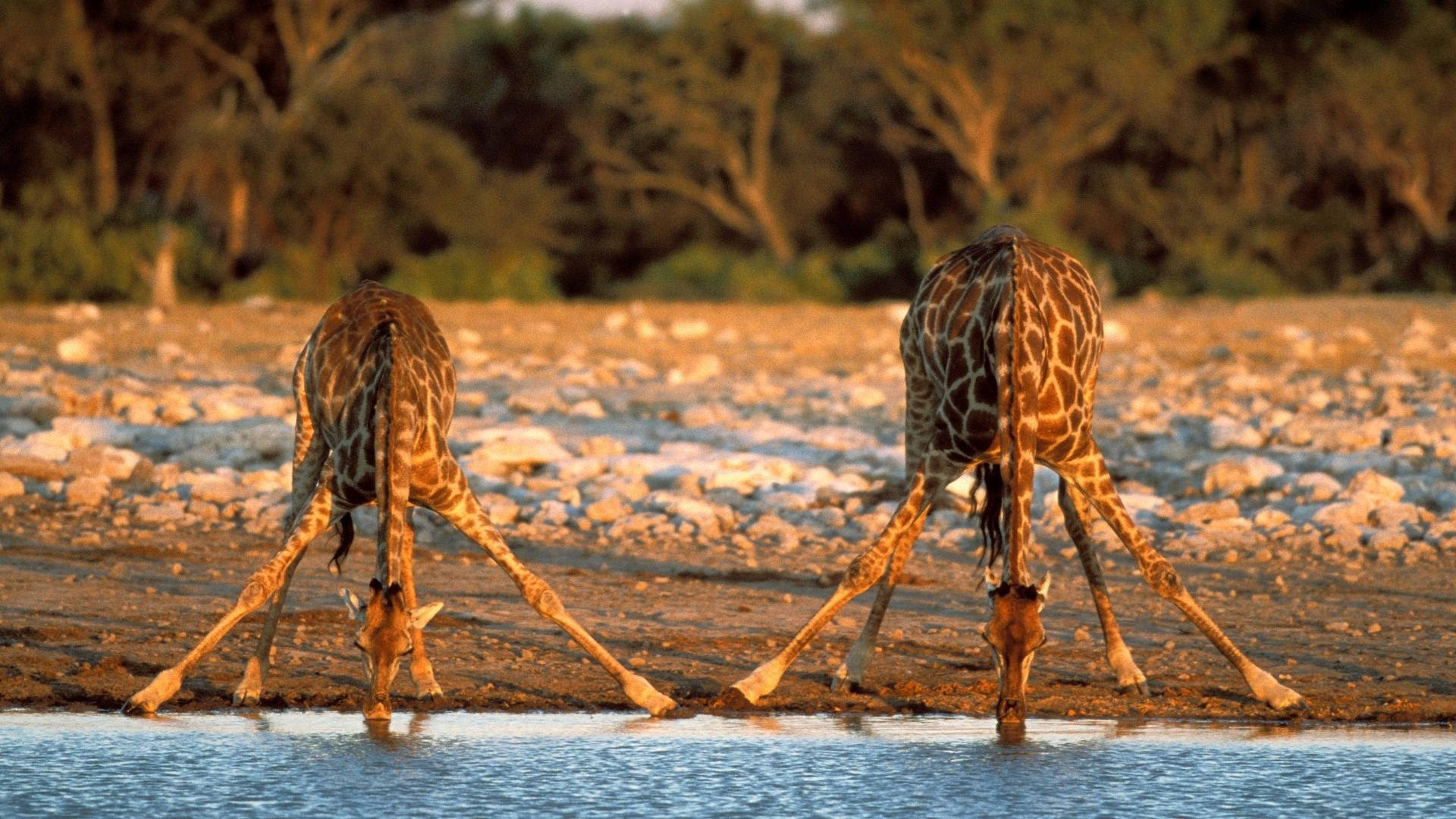 Giraffe In Namibia