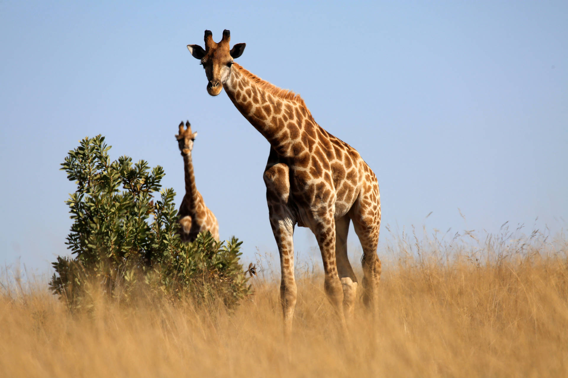 Giraffe In Savannah Grass Land