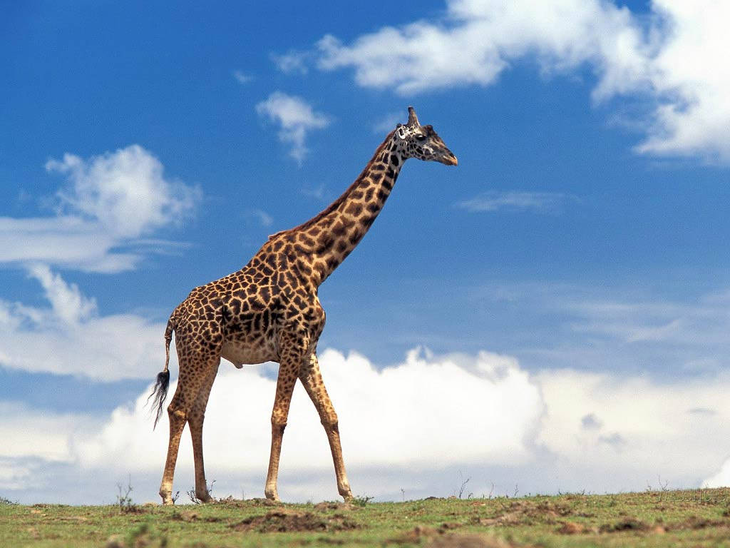 Giraffe In The Wild