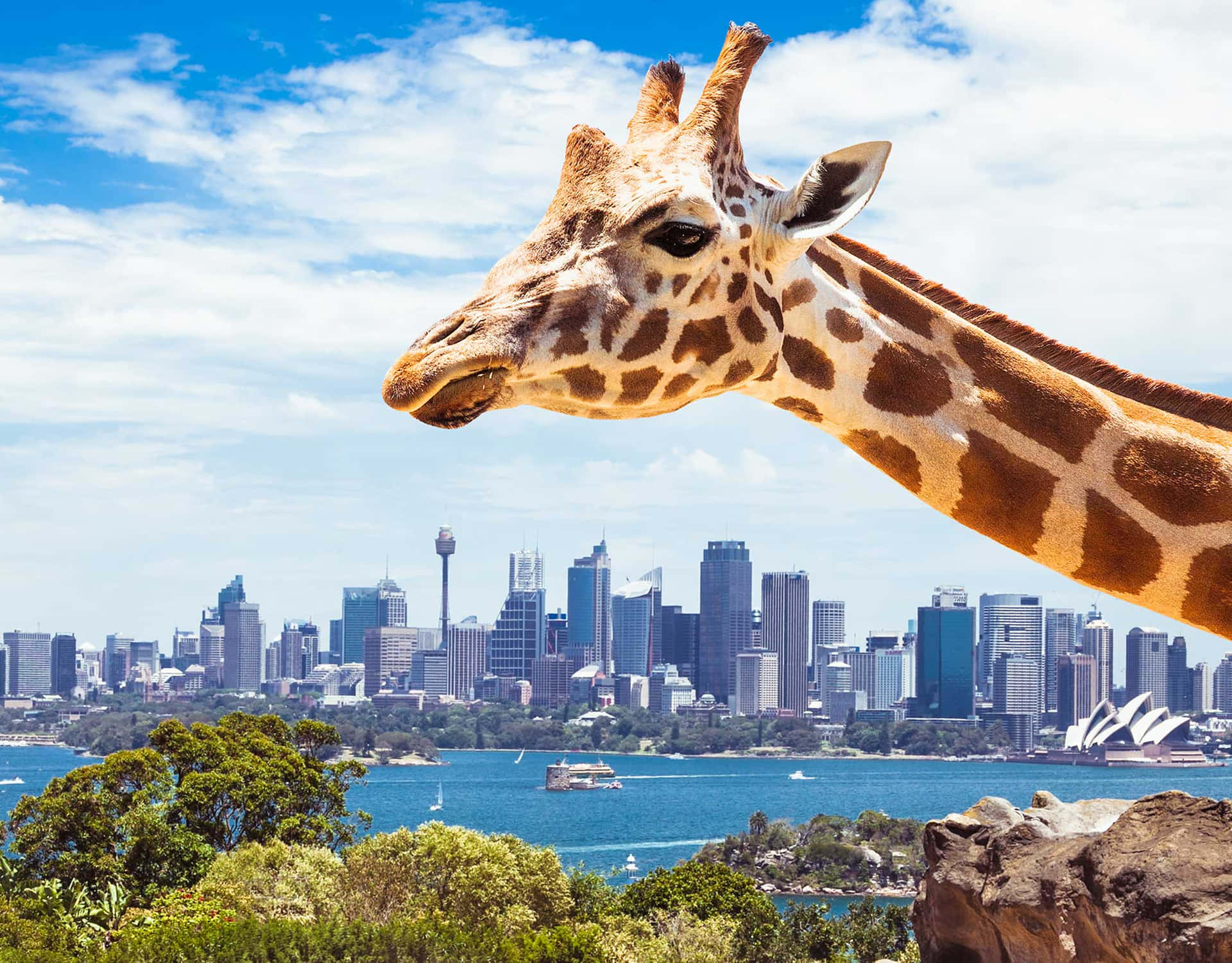 Giraffe Overlooking Sydney Skyline Wallpaper