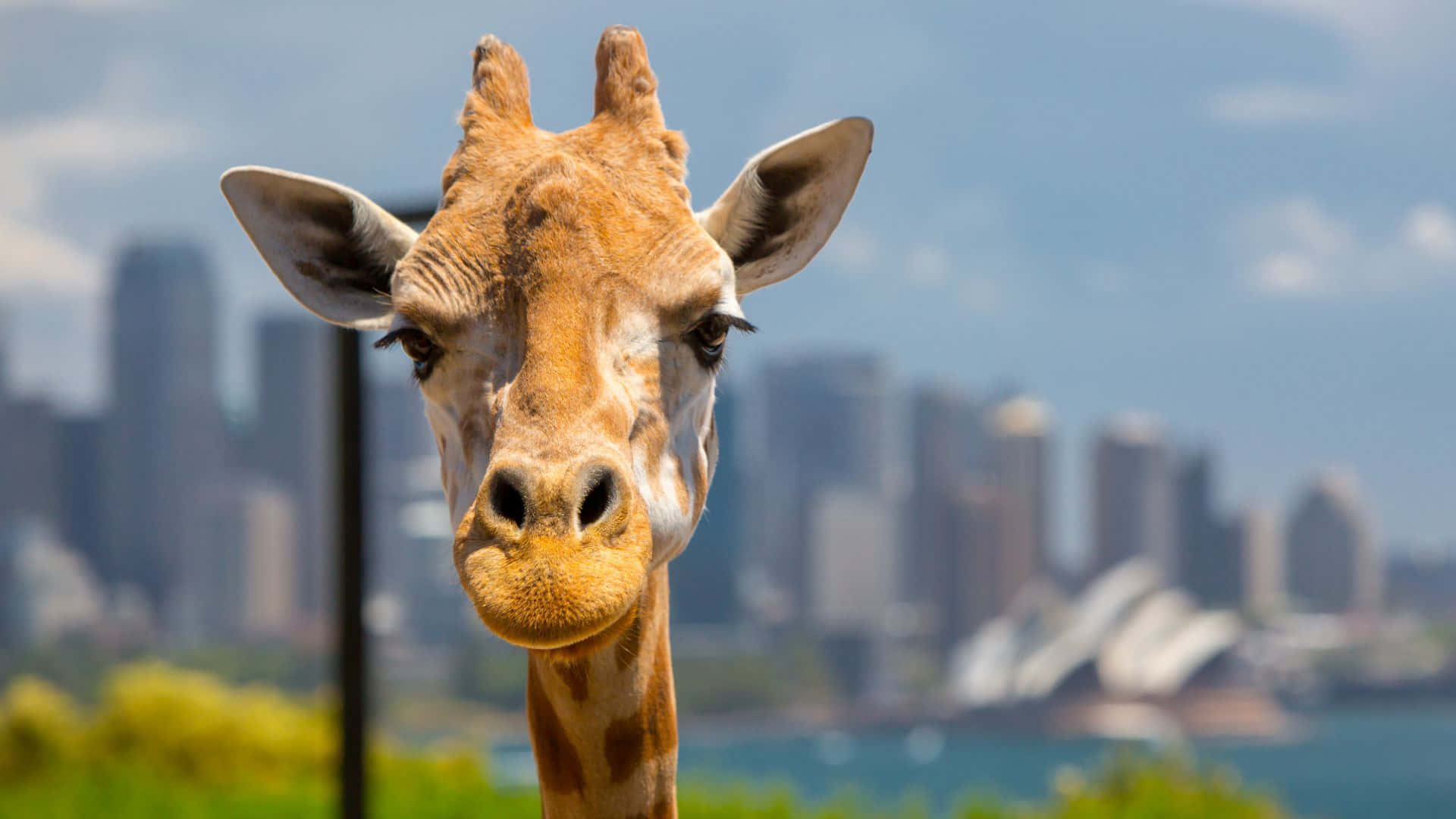 Giraffe Overlooking Sydney Skyline Wallpaper