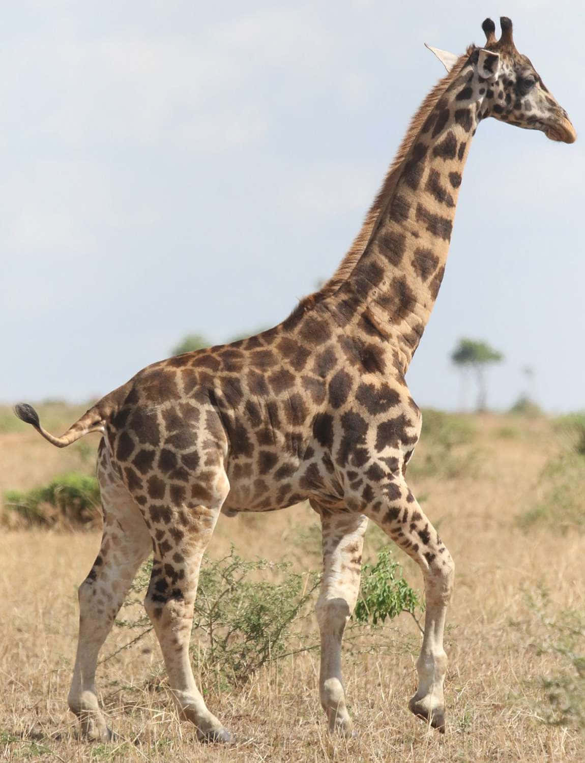 Bildeiner Giraffe Mit Langem Hals