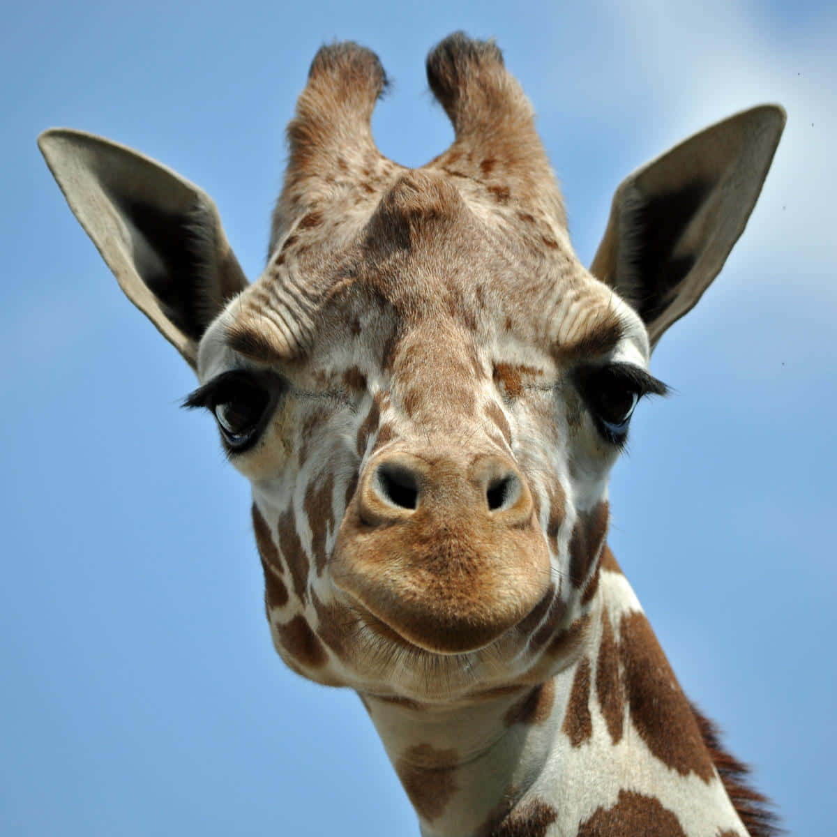 Giraffe Pictures