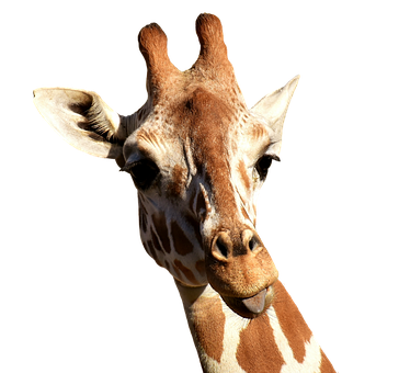 Download Giraffe Portrait Against Black Background | Wallpapers.com