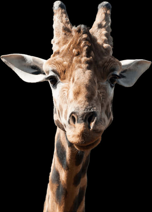 Giraffe Portrait Against Black Background PNG