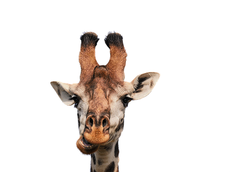 Giraffe Portrait Against Black Background PNG