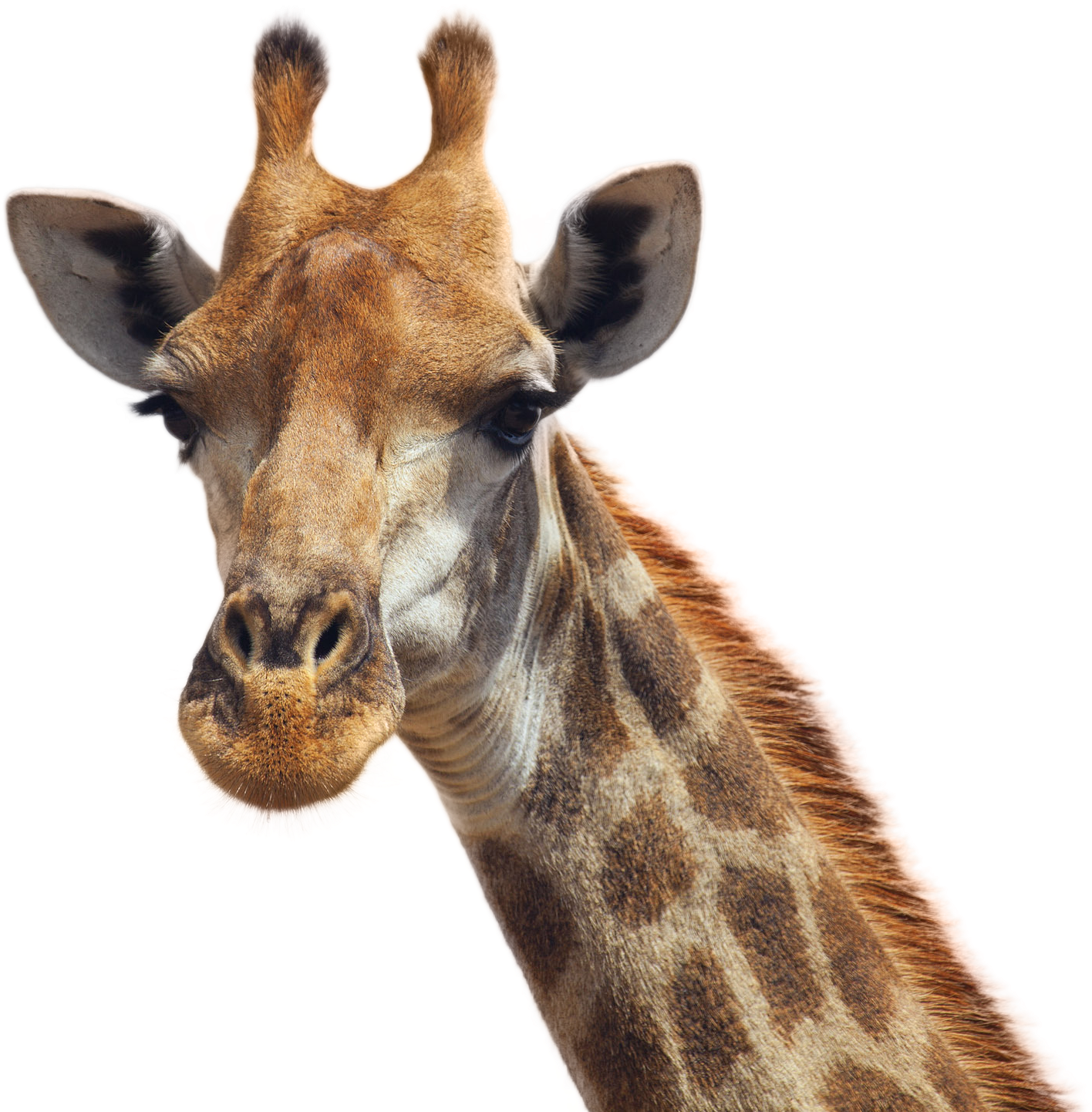 Giraffe Portrait Close Up.png PNG
