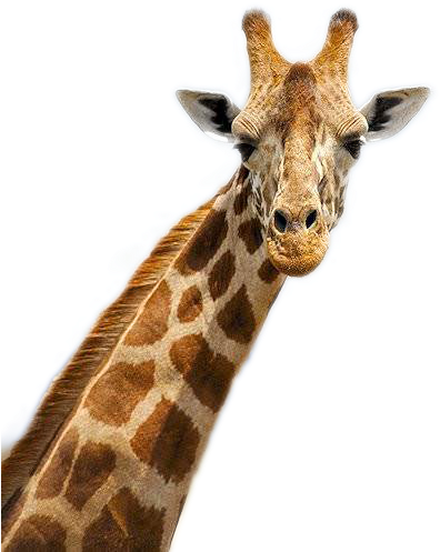 Giraffe Portrait Close Up.png PNG