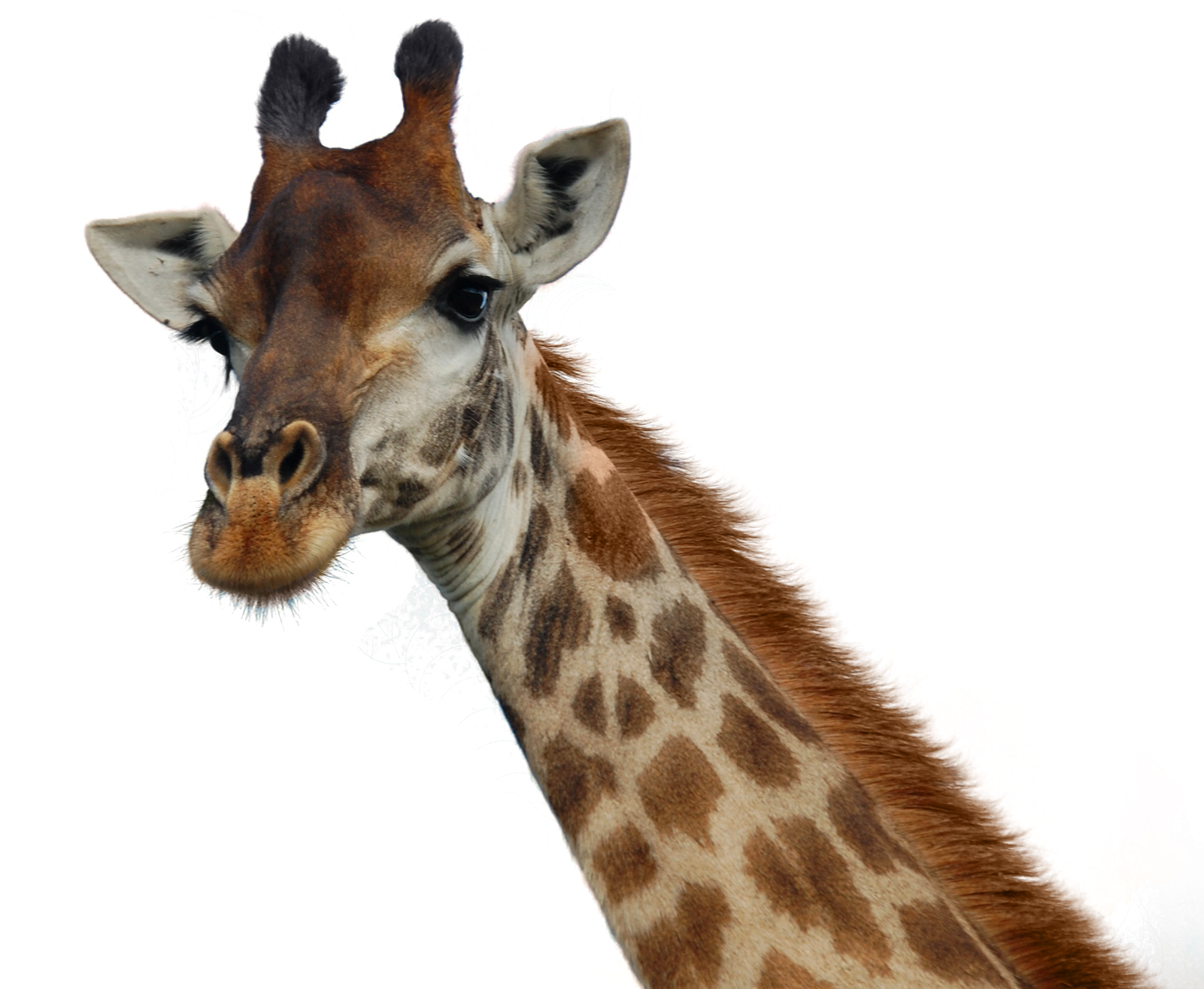 Giraffe Portrait Isolated PNG