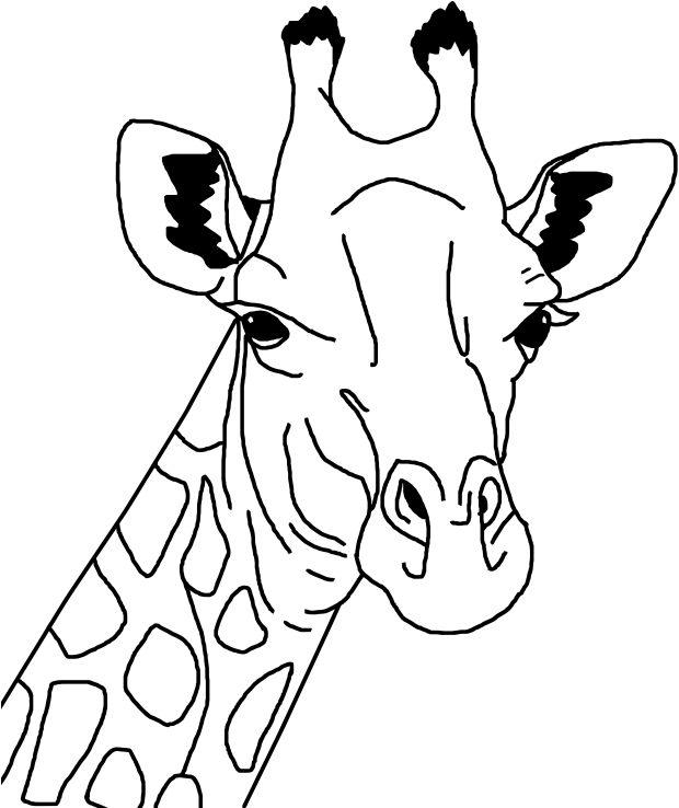 Giraffe Portrait Line Art PNG