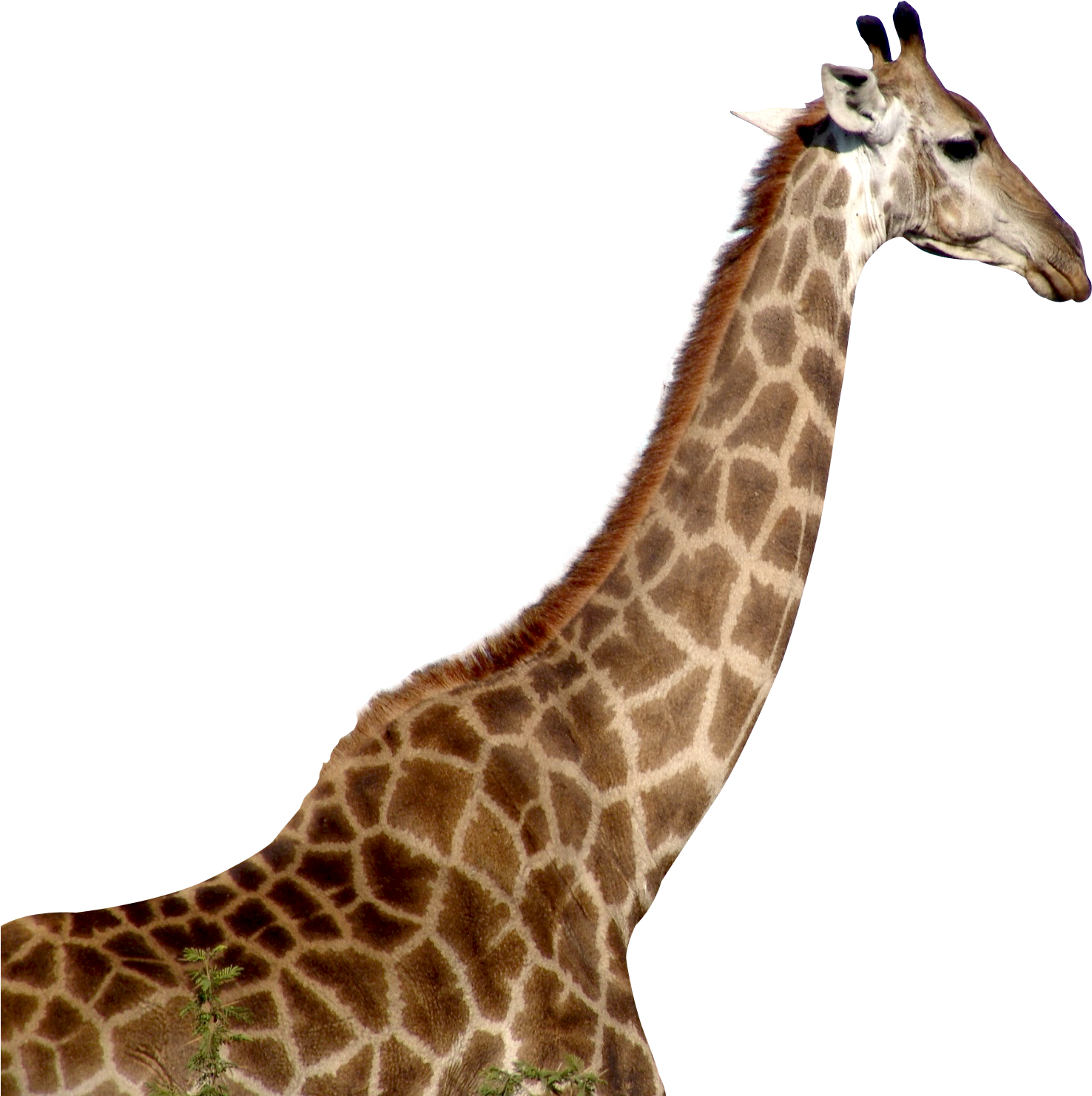 Giraffe Profile Portrait PNG
