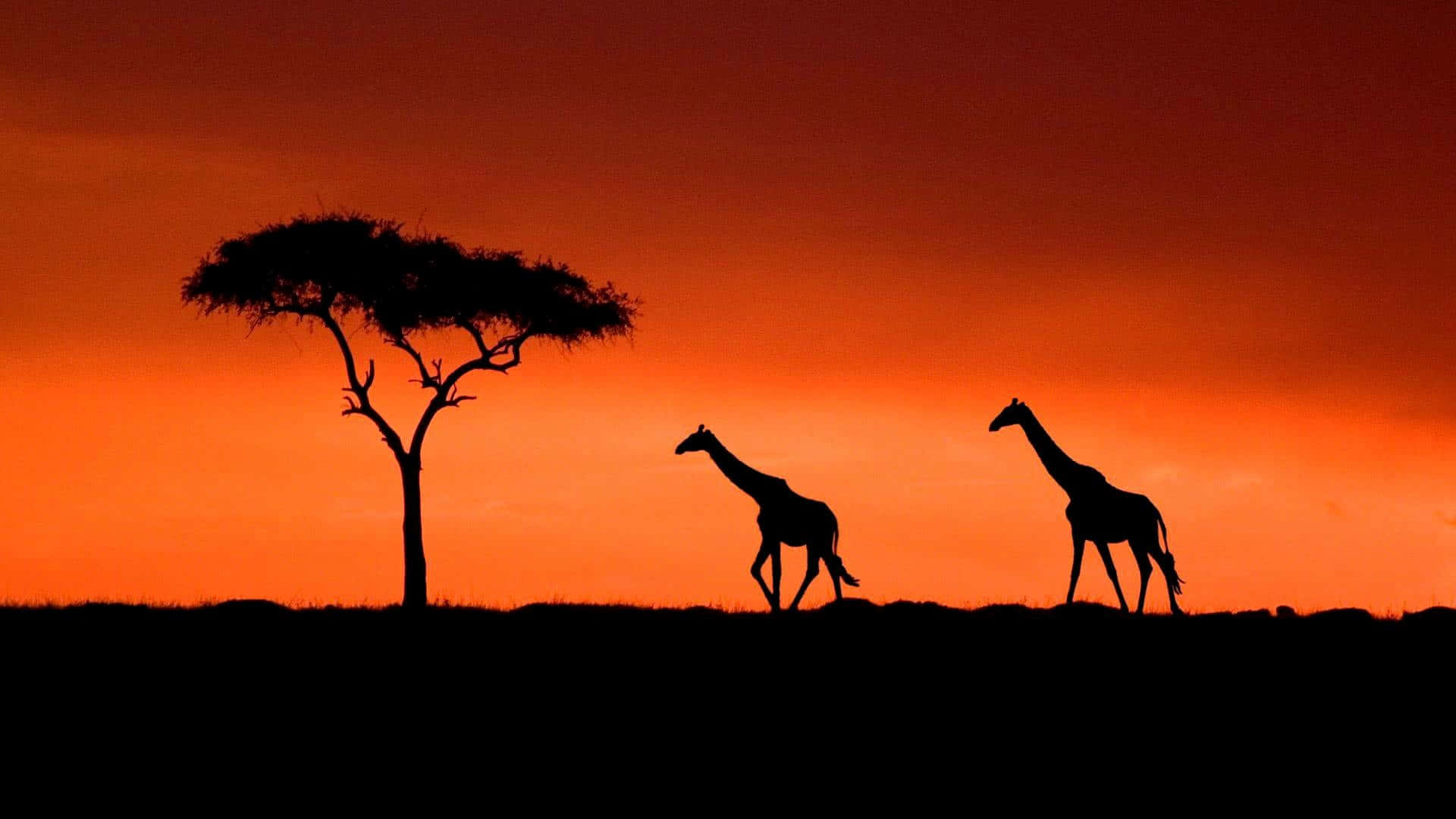 Silhouettedi Giraffa Nel Parco Nazionale Masai Mara Sfondo