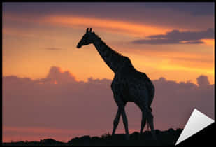 Giraffe Silhouetteat Sunset PNG