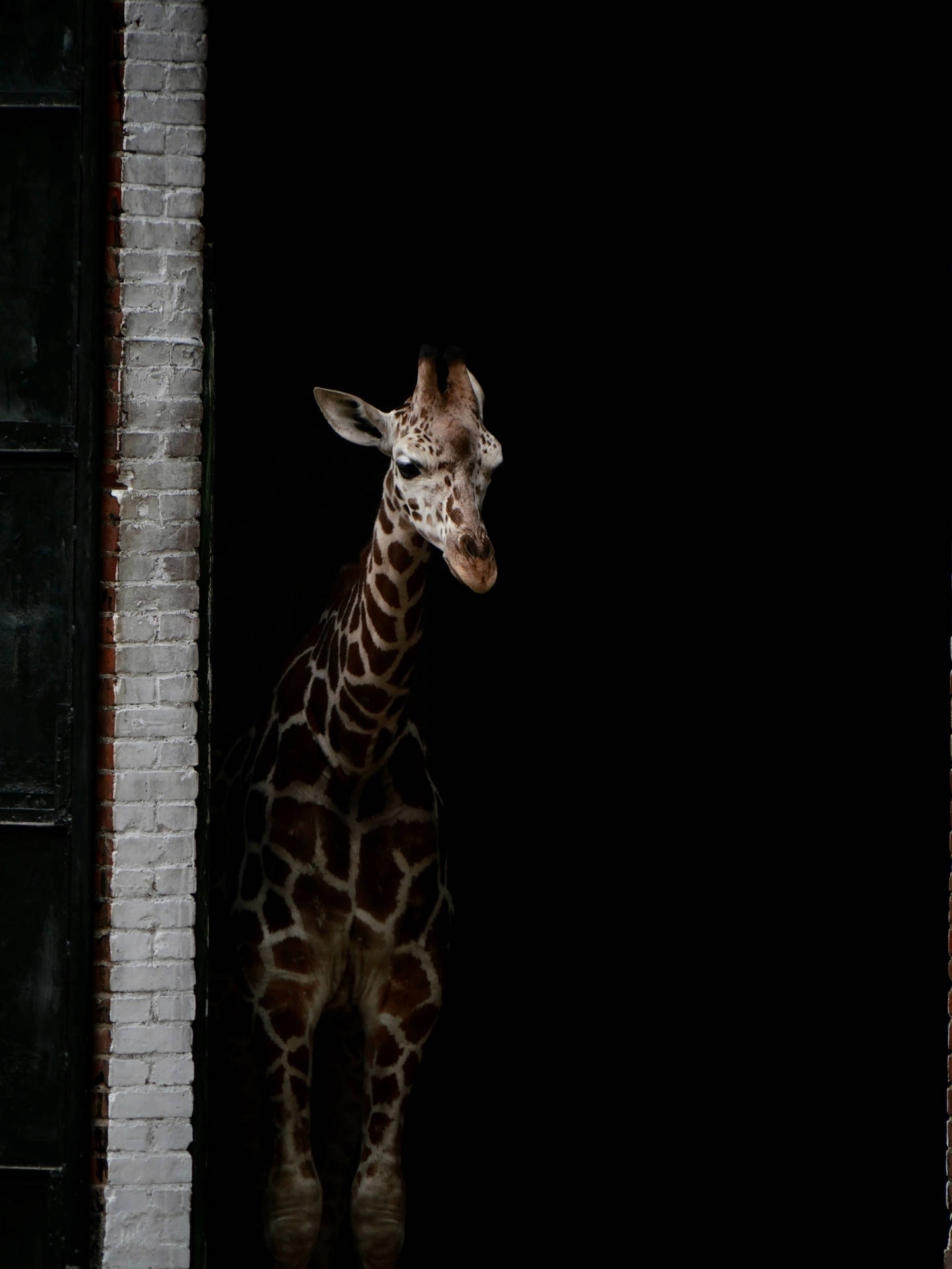 Giraffe Standing In Dark Anime