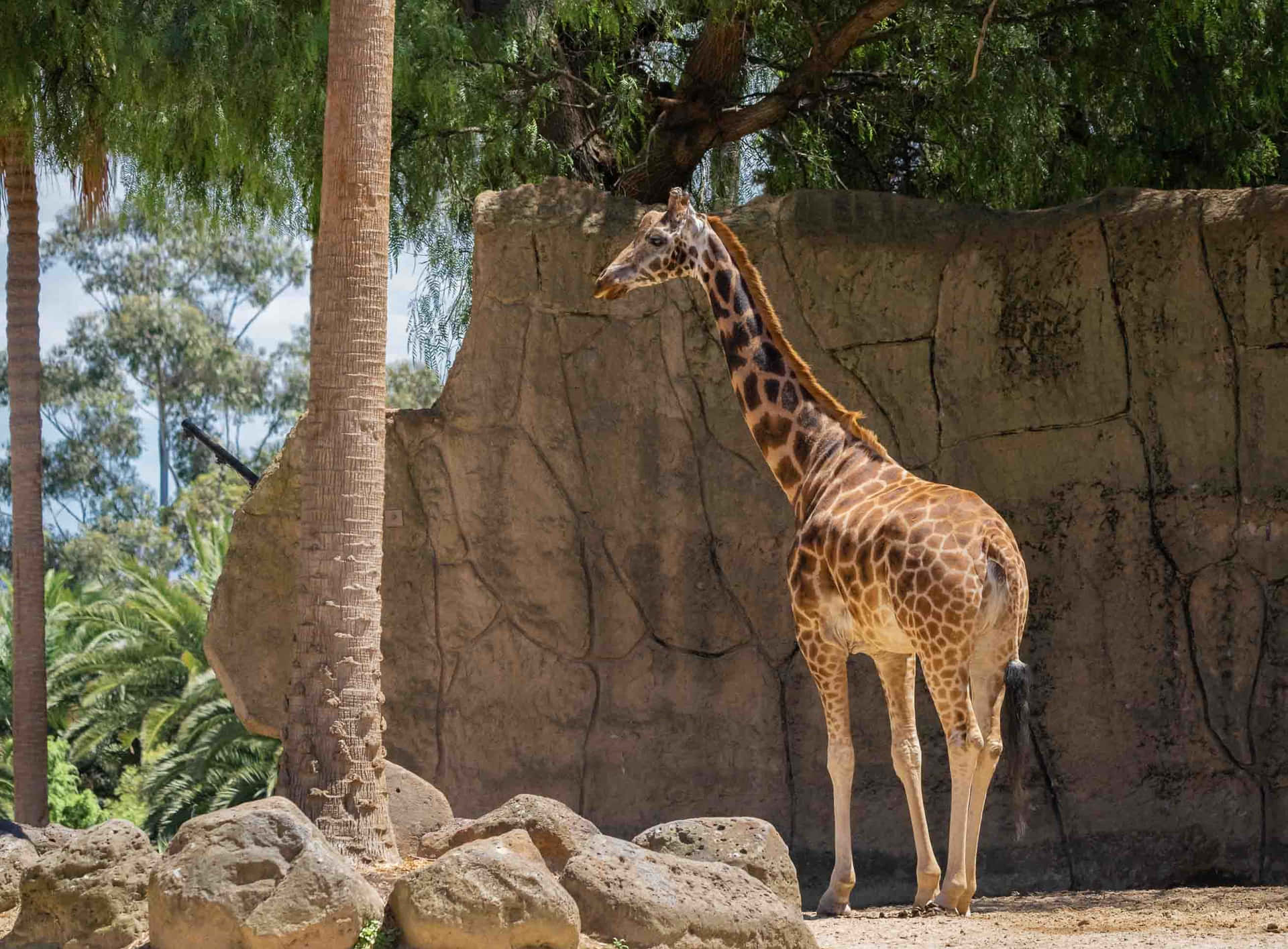 Giraffe Standing Near Rock Wall Melbourne Zoo Wallpaper