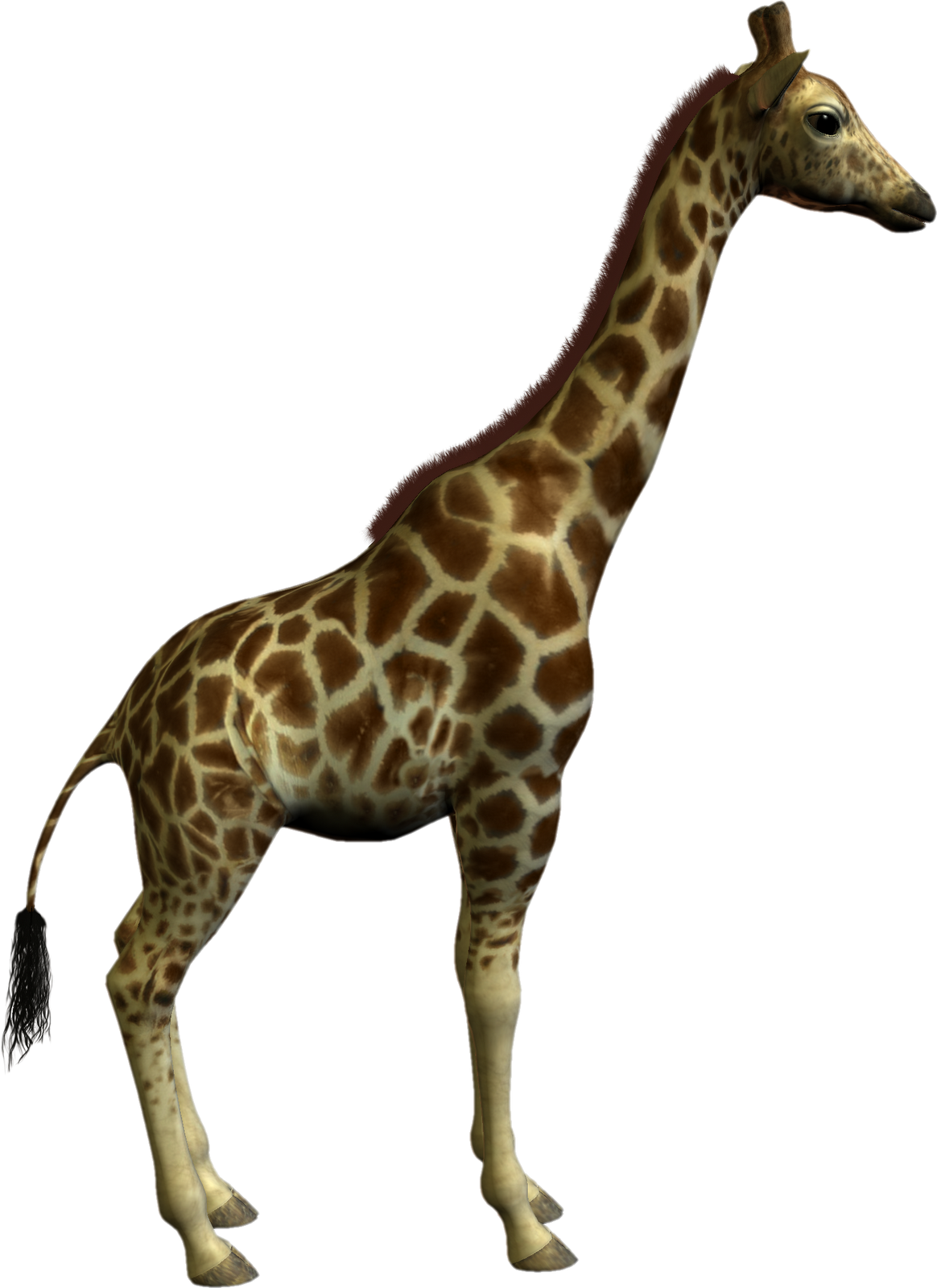 Giraffe Standing Profile PNG