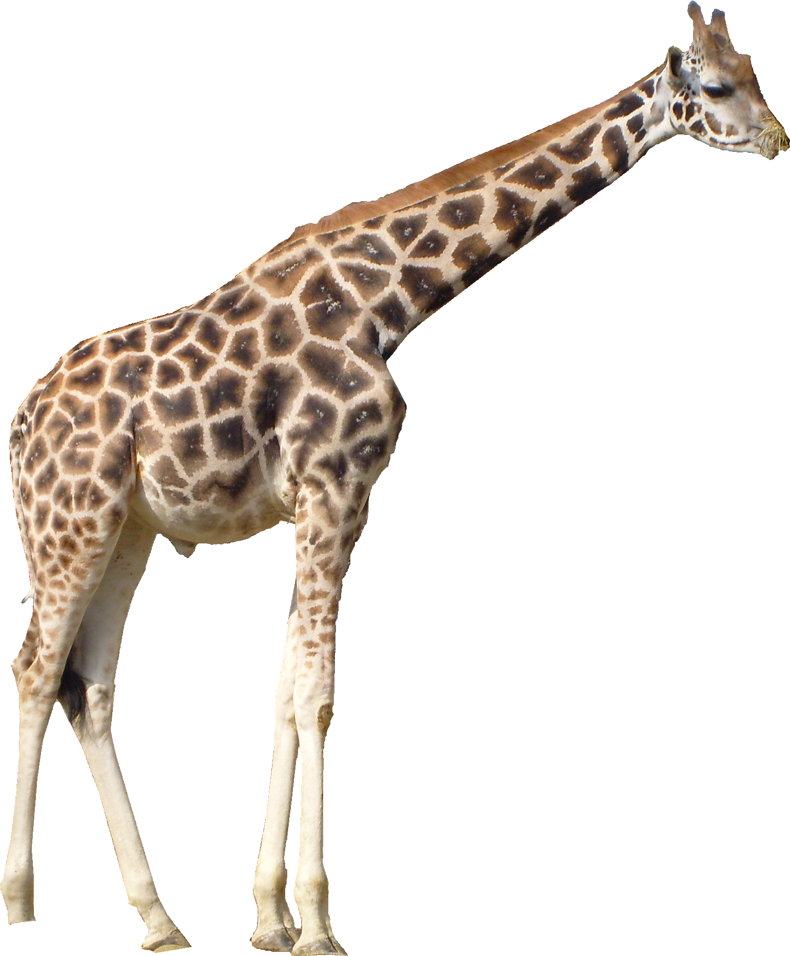 Giraffe Standing Side View.png PNG