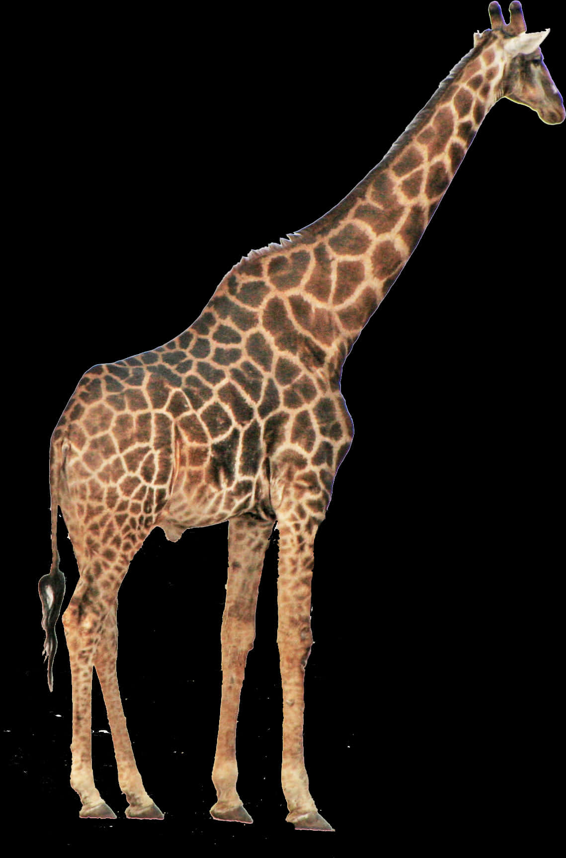Giraffe Standing Tall Isolated Background.jpg PNG