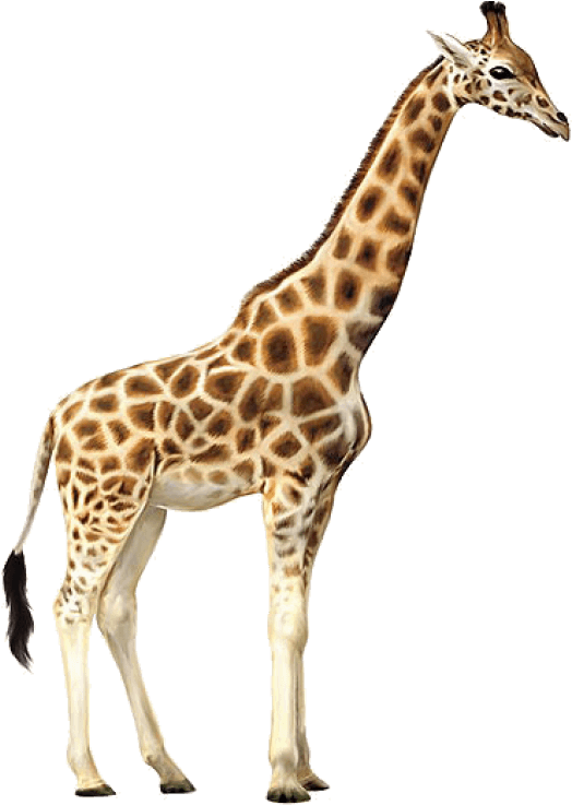 Giraffe Standing Transparent Background.png PNG