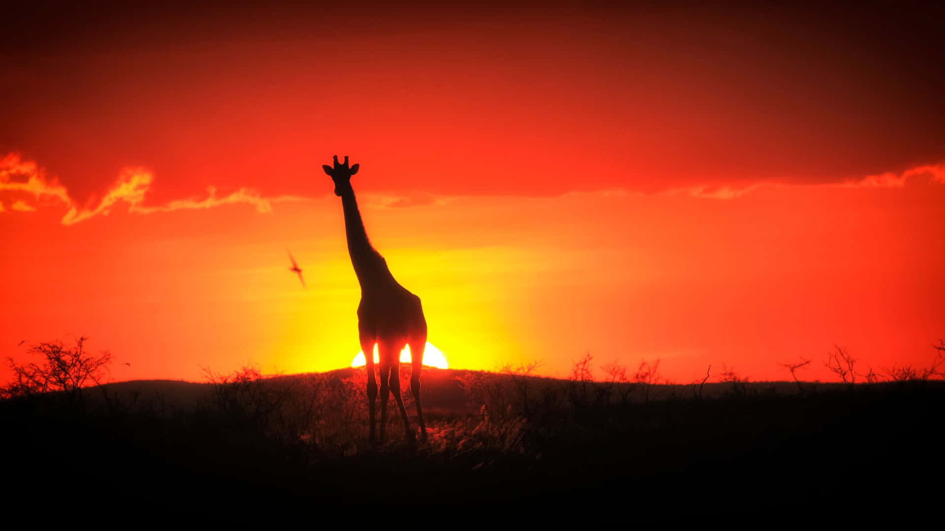 Silhouette Jerapah Saat Matahari Terbenam Di Afrika Wallpaper