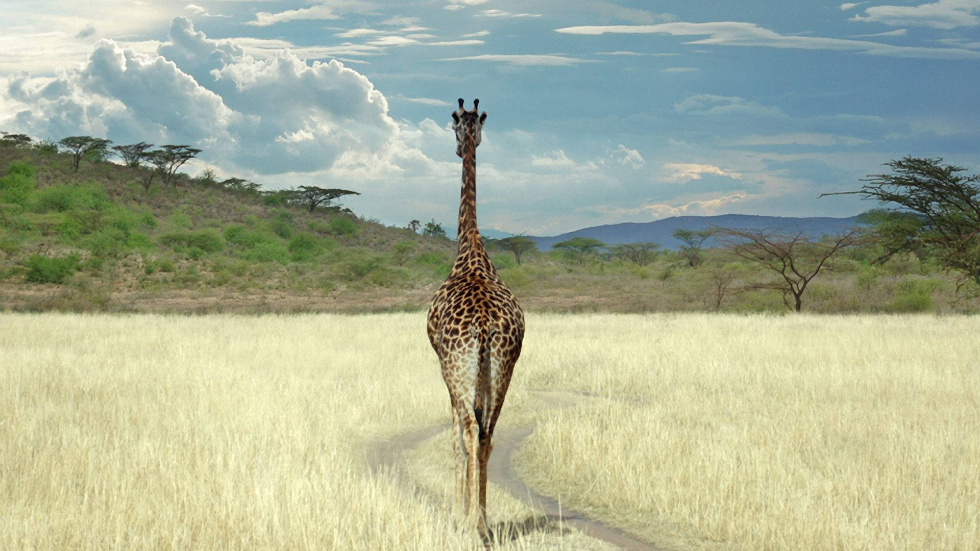 Giraffe Walking In Savanna