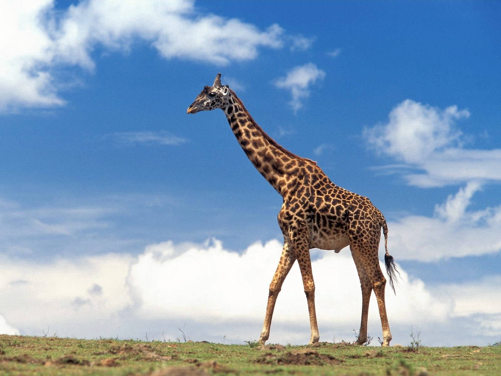 Giraffe Walking On The Grass