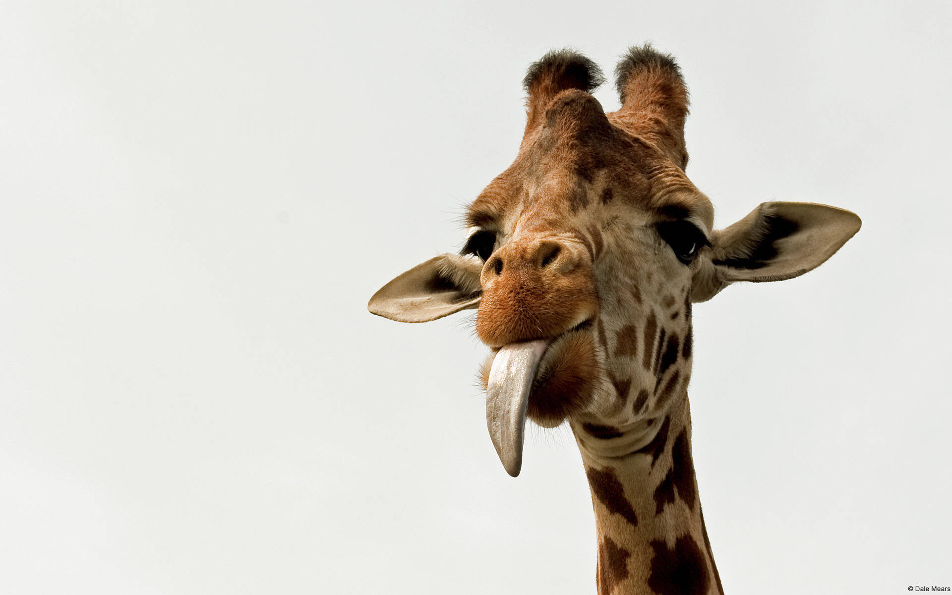 Giraffe With Stuck Out Tongue