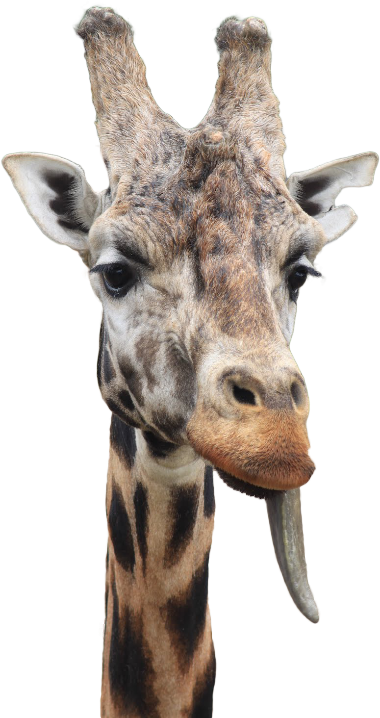 Giraffe With Tongue Out PNG