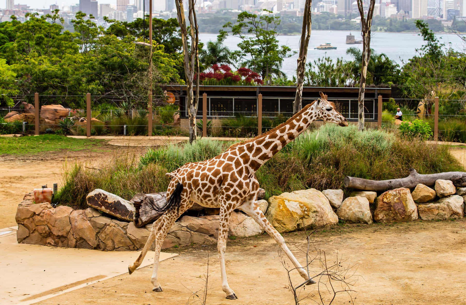 Giraffeat Taronga Zoowith Sydney View Wallpaper