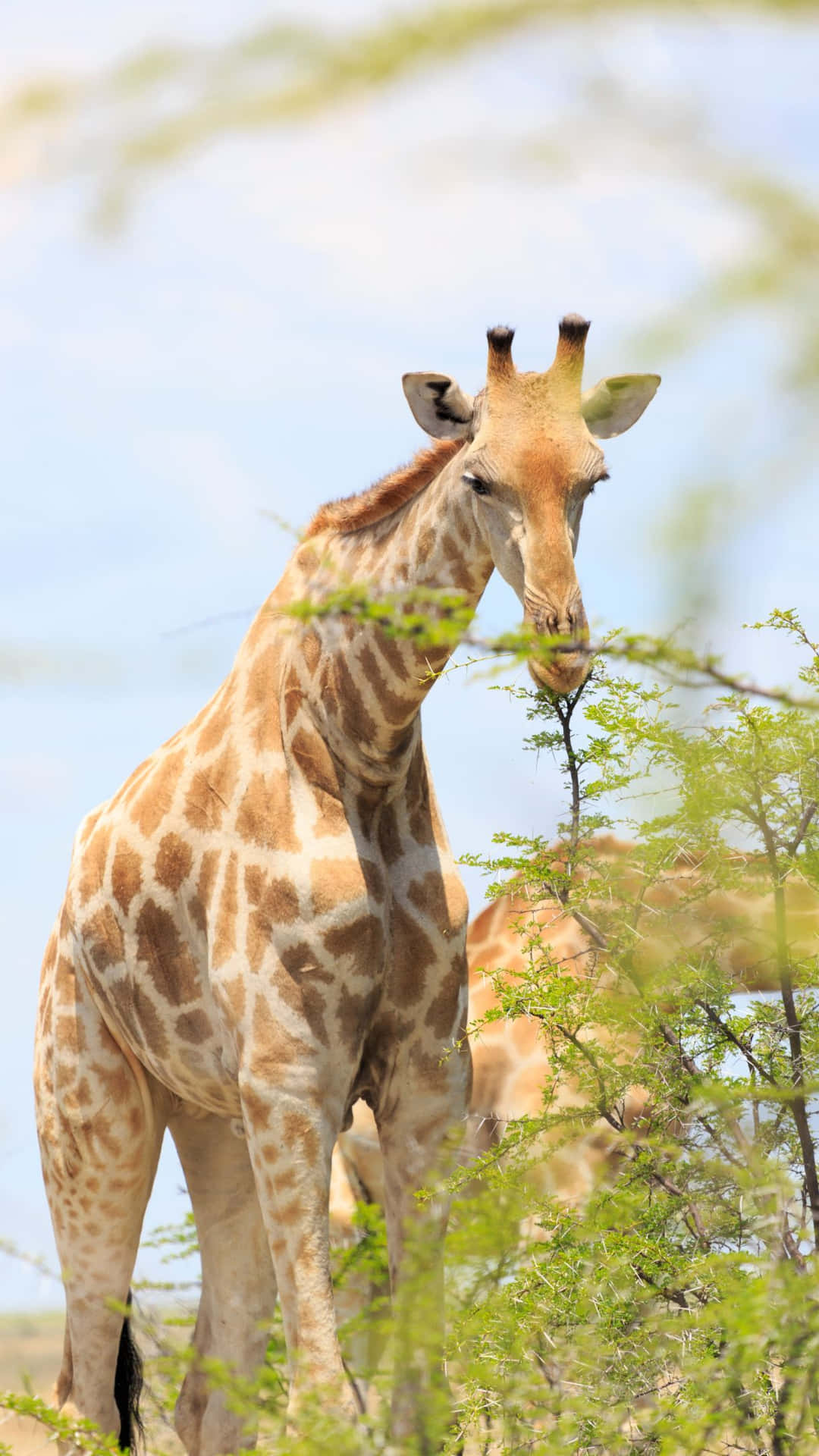 Giraffein Natural Habitat.jpg Wallpaper