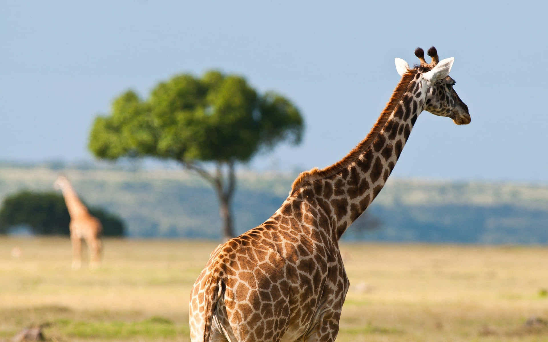 Giraffeon Safari Savannah Wallpaper