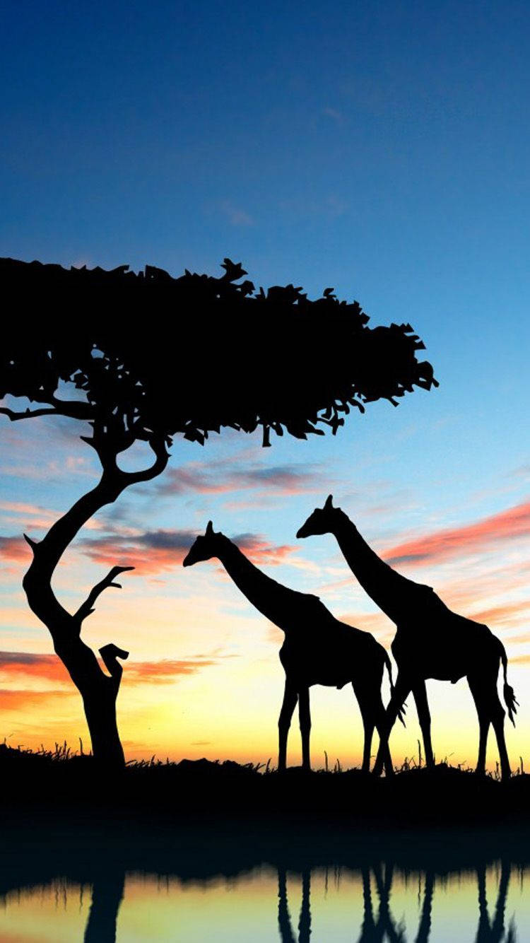 Giraffes And A Tree Africa Iphone Wallpaper