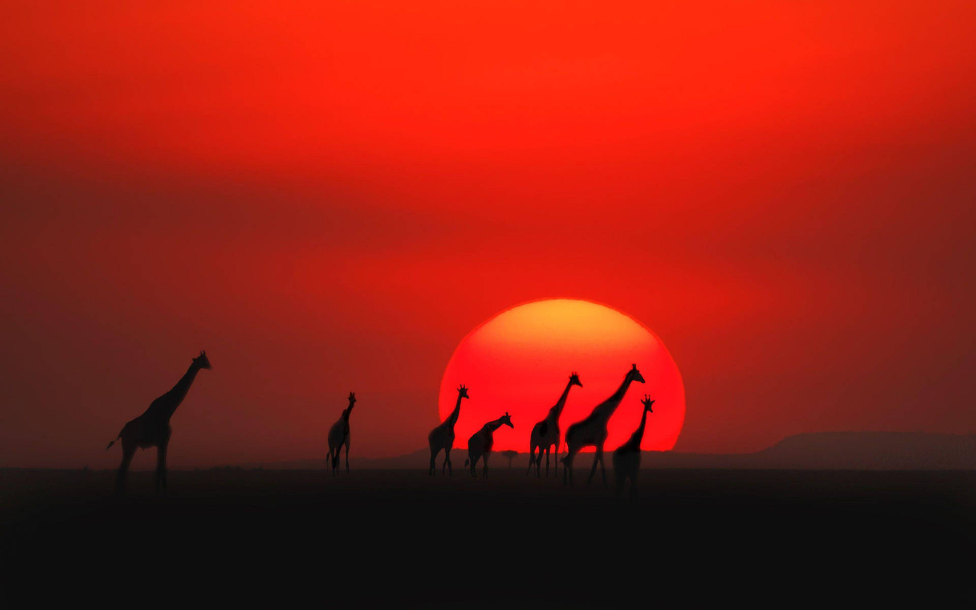 Giraffervid Solnedgången I Kenya. Wallpaper