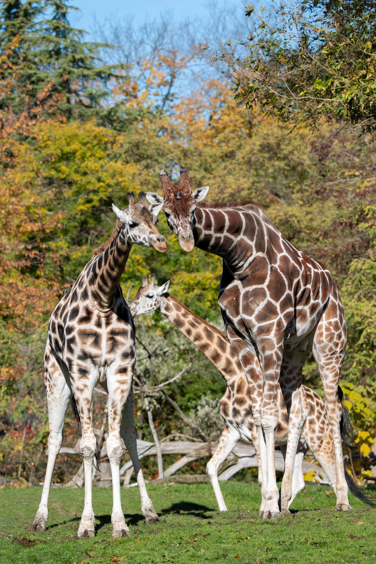 Giraffes Bondingat Woodland Park Zoo Wallpaper