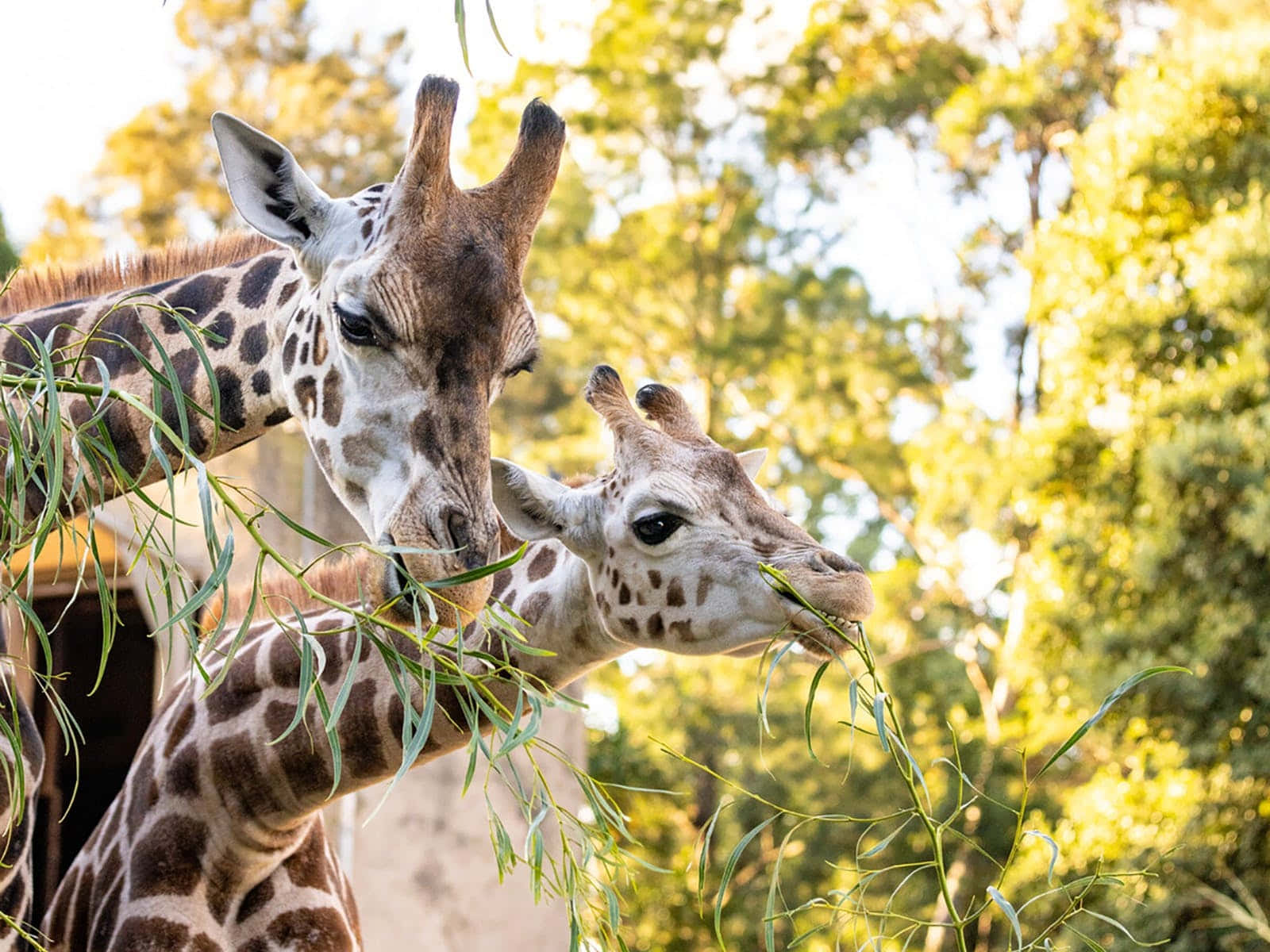Giraffes Feeding Time Melbourne Zoo Wallpaper